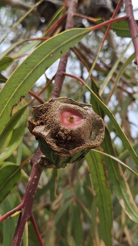 Eucalyptus erythrocorys