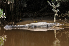 Crocodylus porosus