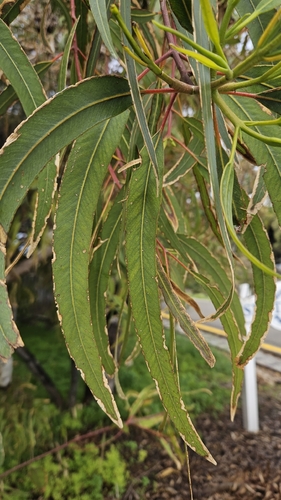 Eucalyptus erythrocorys, photograph 2