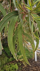 Eucalyptus erythrocorys, photograph (c) Michel C, some rights reserved (CC BY)