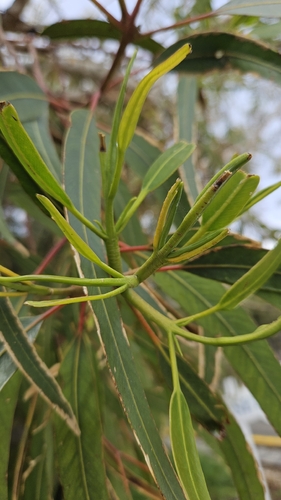 Eucalyptus erythrocorys, photograph 3