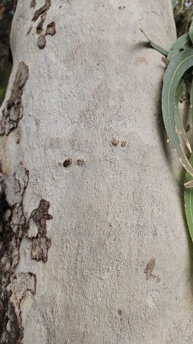Eucalyptus erythrocorys, photograph 4