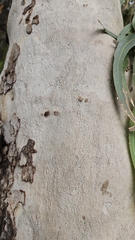 Eucalyptus erythrocorys, photograph (c) Michel C, some rights reserved (CC BY)