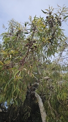 Eucalyptus erythrocorys, photograph (c) Michel C, some rights reserved (CC BY)