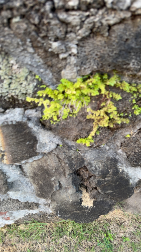 Pilea microphylla observed 2026-09-02