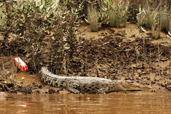 Crocodylus porosus