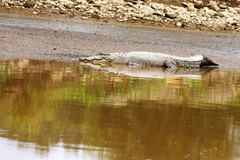 Crocodylus porosus