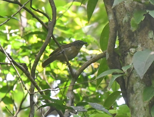 Macronus striaticeps observed 2026-09-02