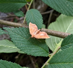 Eulithis gracilineata