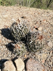 Echinofossulocactus pentacanthus