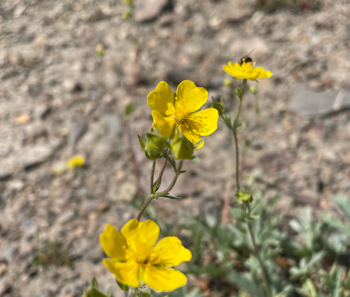 Potentilla diversifolia observed 2026-09-01
