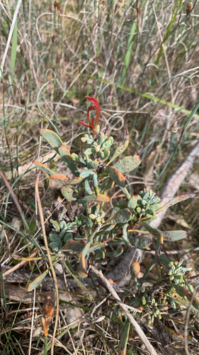 Petrophile linearis, photograph 6