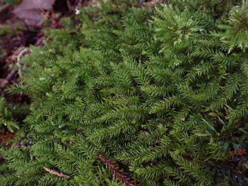 Hymenodontopsis mnioides observed 2026-07-10