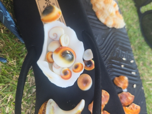 Tapestry Turban Snail