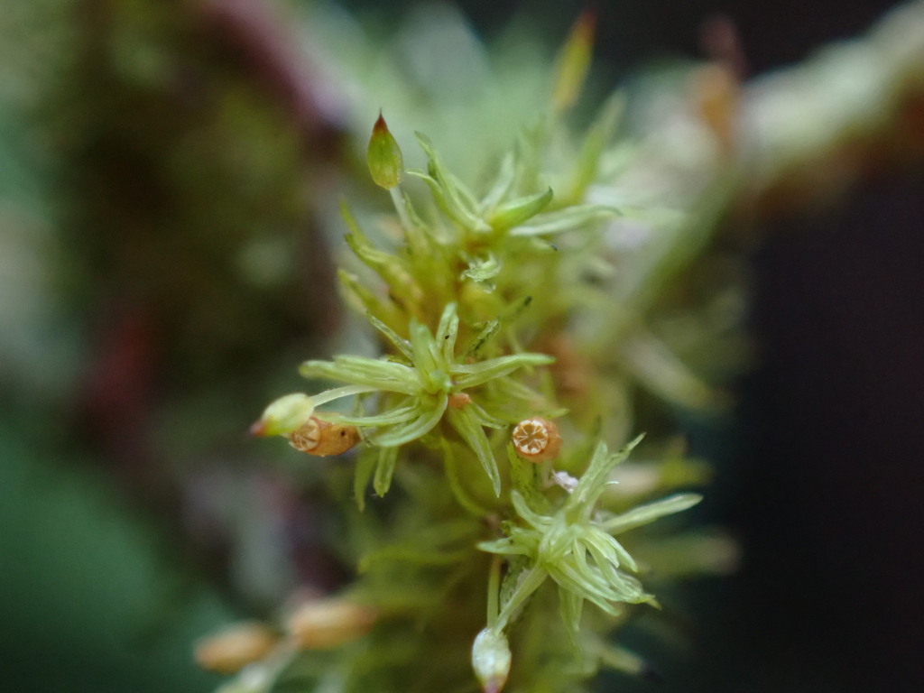 Orthotrichum calvum