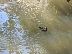 Gallinula chloropus