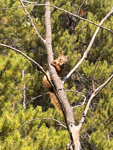 American Red Squirrel