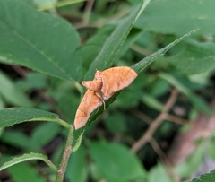 Eulithis gracilineata