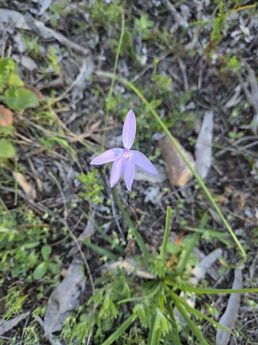 Waxlip Orchid