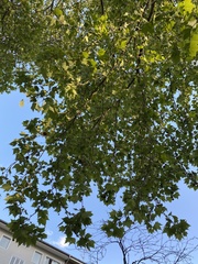 Platanus × hispanica