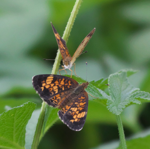Pearl Crescent