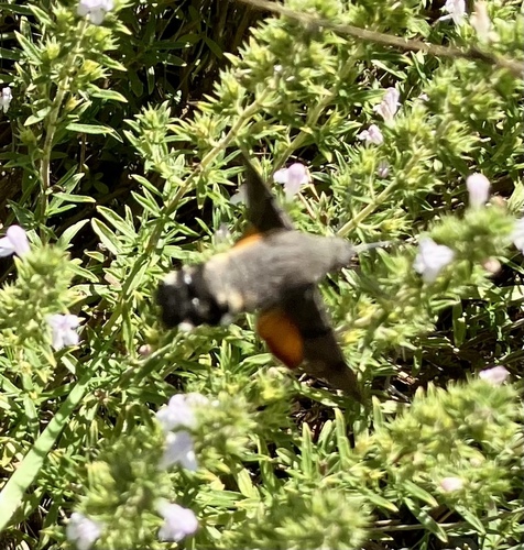 Eurasian Hummingbird Hawkmoth
