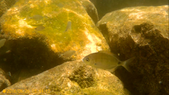 Diplodus