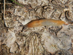 Milacidae