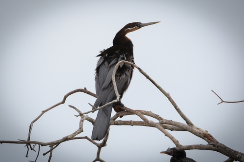 iNaturalist: (c) John Weaver, some rights reserved (CC BY-NC), uploaded by John Weaver iNaturalist image