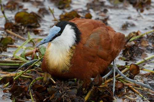 iNaturalist: (c) John Weaver, some rights reserved (CC BY-NC), uploaded by John Weaver iNaturalist image