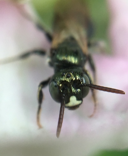 Nimble Ceratina photo 6