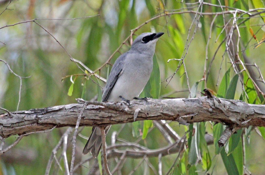White-bellied Cuckooshrike photo