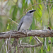 White-bellied Cuckooshrike - Photo (c) Roy Lowry, some rights reserved (CC BY), uploaded by Roy Lowry