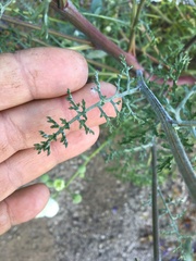 Chaenactis artemisiifolia