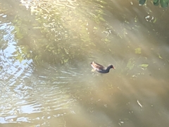 Gallinula chloropus