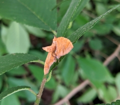 Eulithis gracilineata