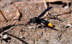 Synagris analis