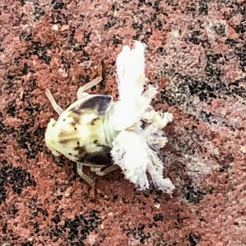 Brown Winged Plant Hopper