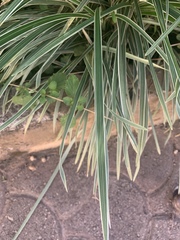 Angiospermae