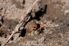 Hemipepsis tamisieri