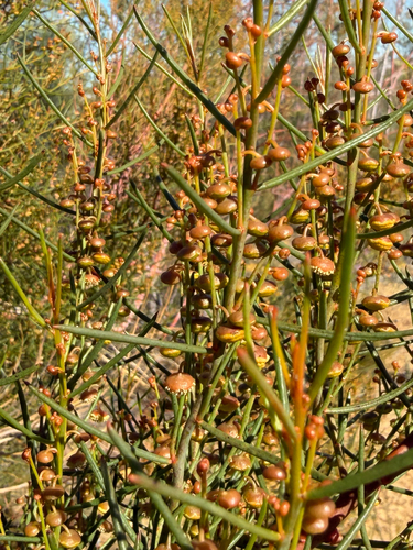 Gyrostemon ramulosus, photograph 5