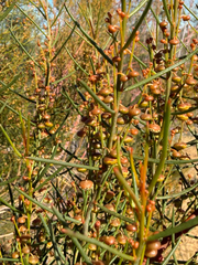 Gyrostemon ramulosus, photograph (c) smathichong, some rights reserved (CC BY)