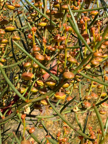 Gyrostemon ramulosus