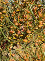 Gyrostemon ramulosus
