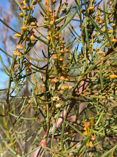 Gyrostemon ramulosus, photograph 3