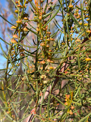 Gyrostemon ramulosus, photograph (c) smathichong, some rights reserved (CC BY)