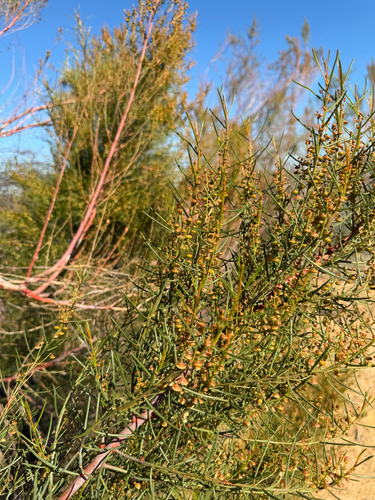 Gyrostemon ramulosus, photograph 6