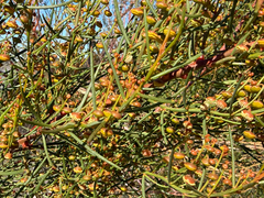 Gyrostemon ramulosus, photograph (c) smathichong, some rights reserved (CC BY)