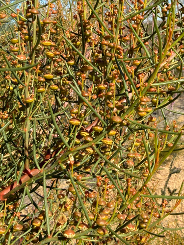 Gyrostemon ramulosus, photograph 4