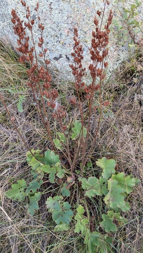 Heuchera richardsonii, photograph 4